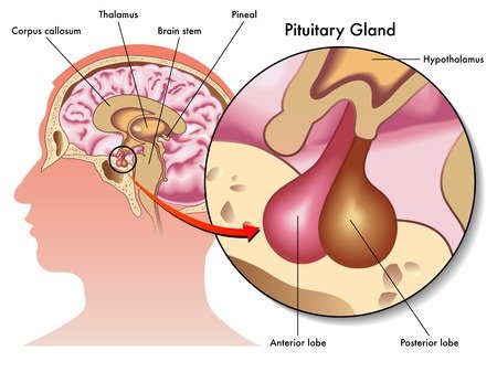 Hormone, its part in the body and the impacts of testosterone