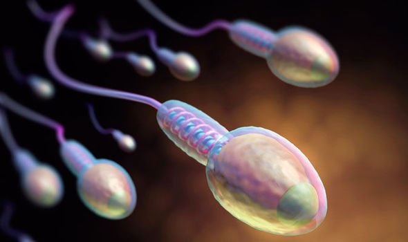 Sperm